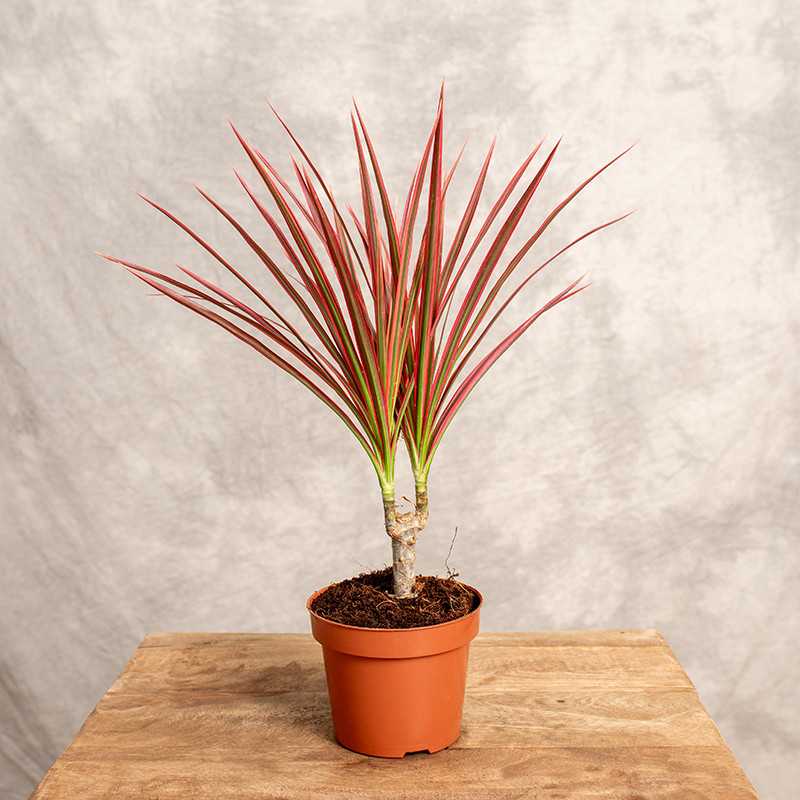 Dracena 'Colorama' | Mała