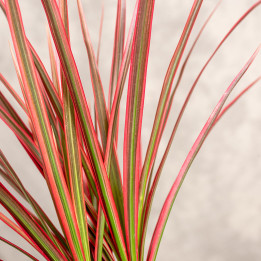 Dracena 'Colorama' | Tomaszewski