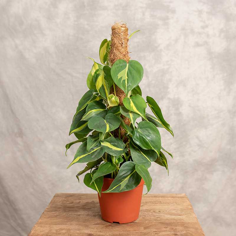 Filodendron 'Brasil' | Na pniu
