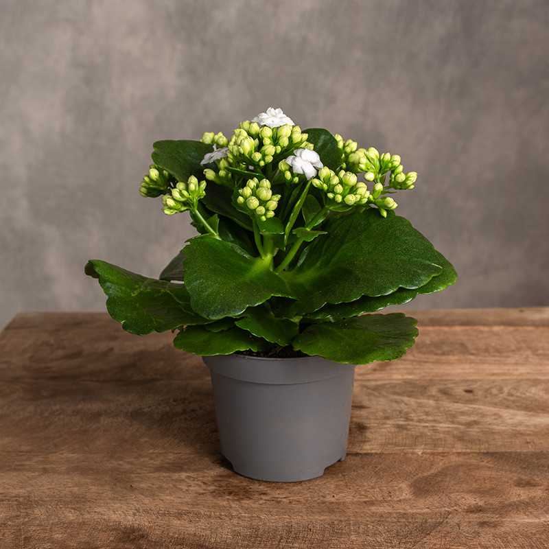 Kalanchoe białe | Mini