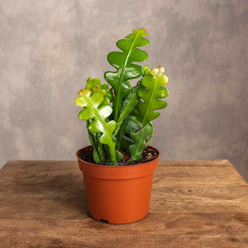 Kaktus zygzak Epifyllum