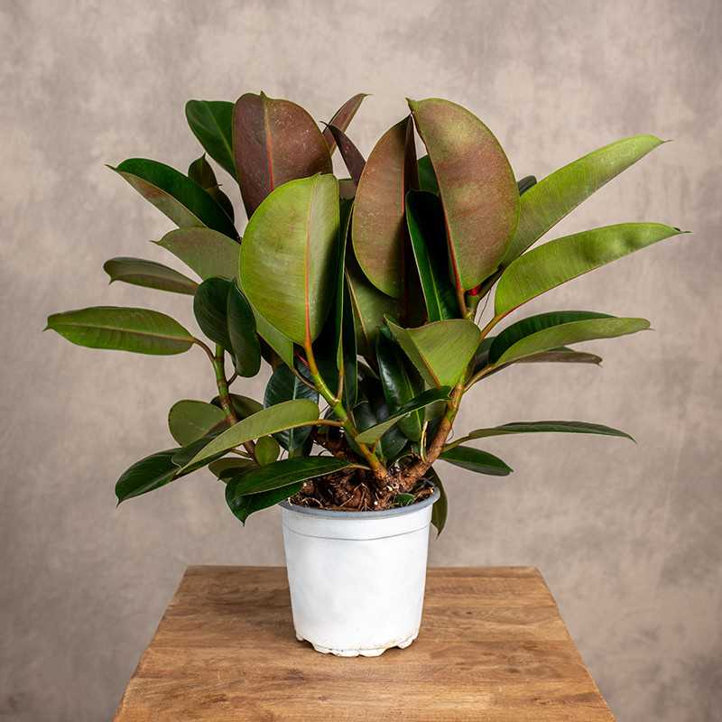 Fikus 'Robusta' | Rozgałeziony