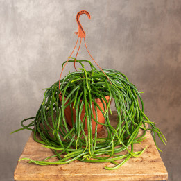 Rhipsalis Selenicereus Wercklei | Patyczak wiszący