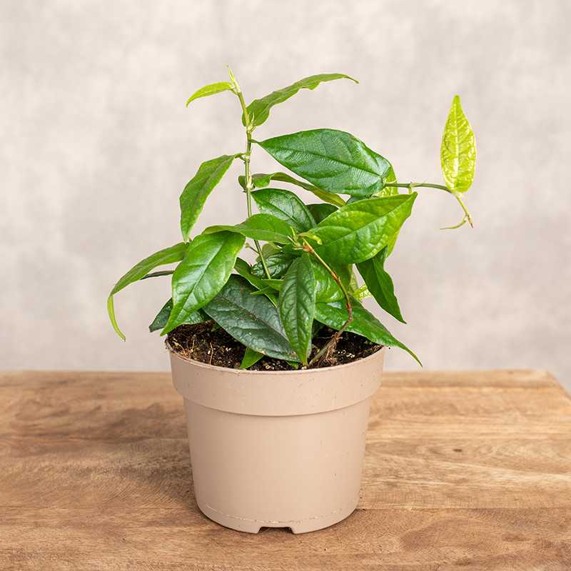 Fikus 'Radicans Green'