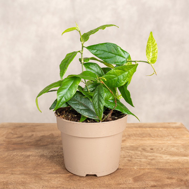 Fikus 'Radicans Green' | Tomaszewski