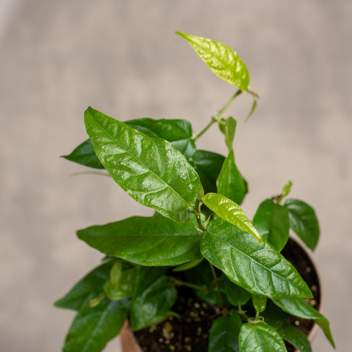 Fikus 'Radicans Green' | Tomaszewski