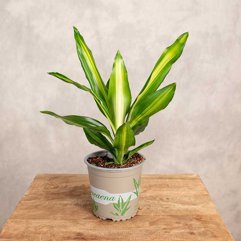 Dracena 'Cintho' | Mała