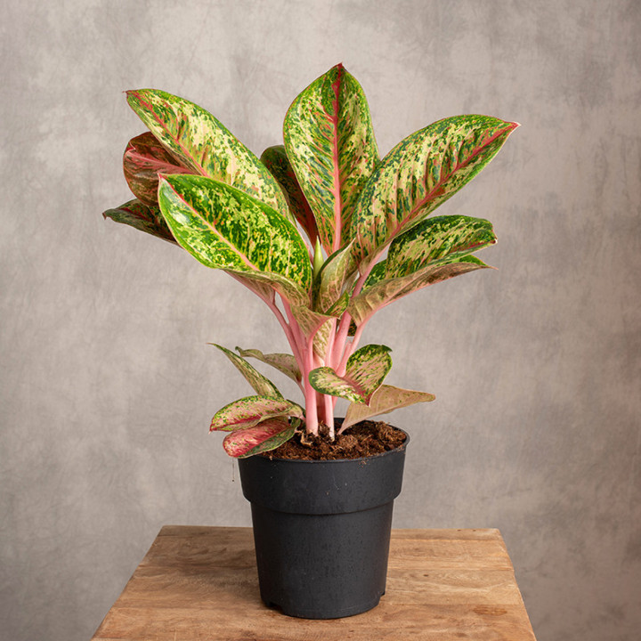 Aglonema 'Painted Celebration' | Tomaszewski