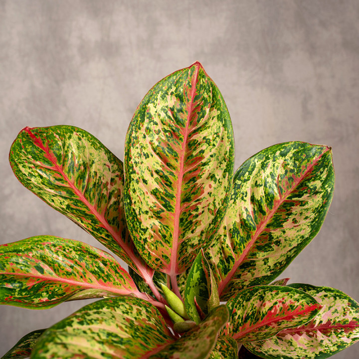 Aglonema 'Painted Celebration' | Tomaszewski