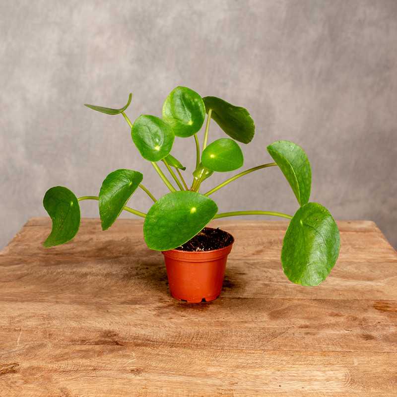 Pilea peperomiowata -...