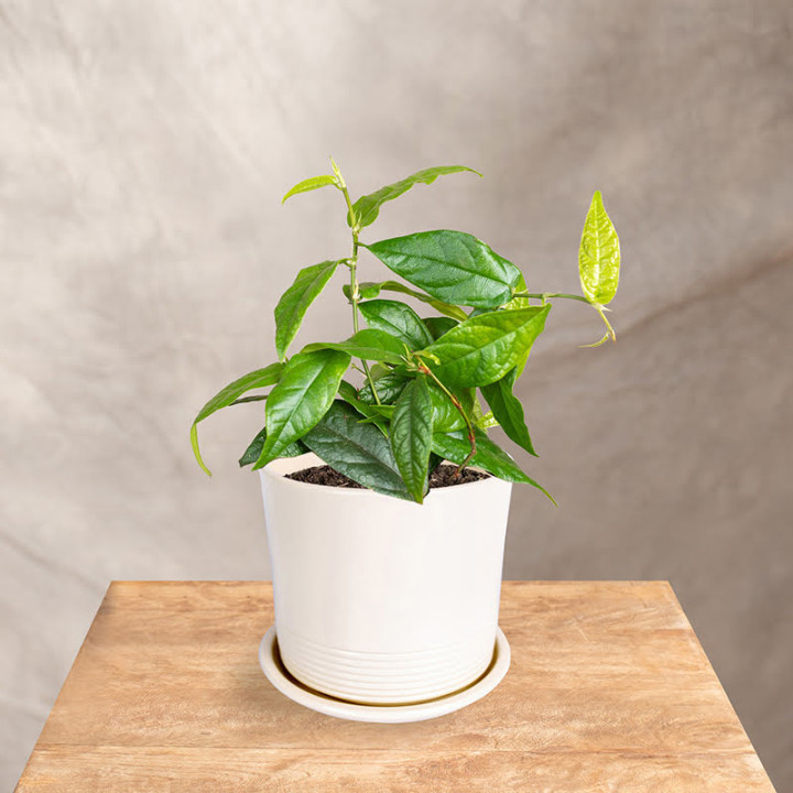 Fikus 'Radicans Green' | Tomaszewski