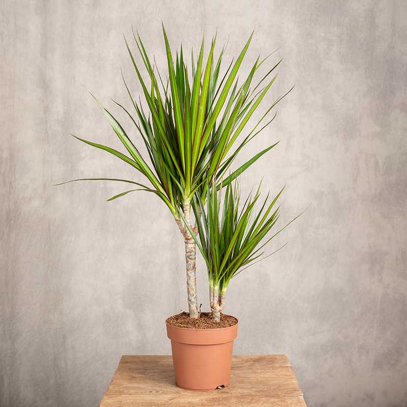 Dracena 'Green' | 2 pędy