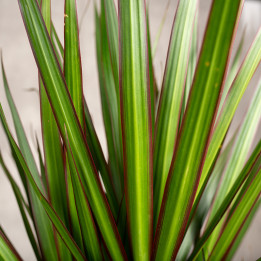 Dracena 'Green' | Tomaszewski