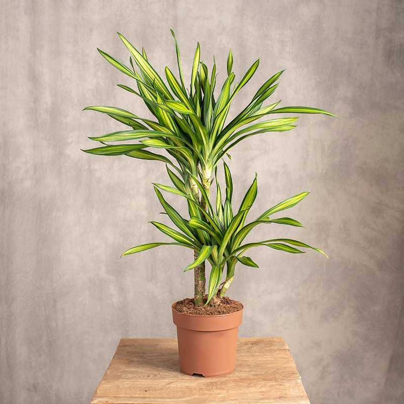 Dracena 'Riki' | 2 pędy