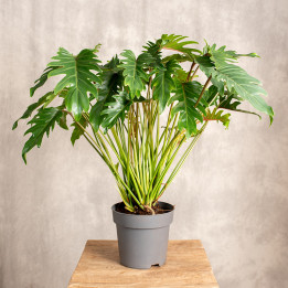 Filodendron xanadu Cudnolist | Tomaszewski