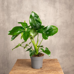 Filodendron 'Fun Bun' | Tomaszewski