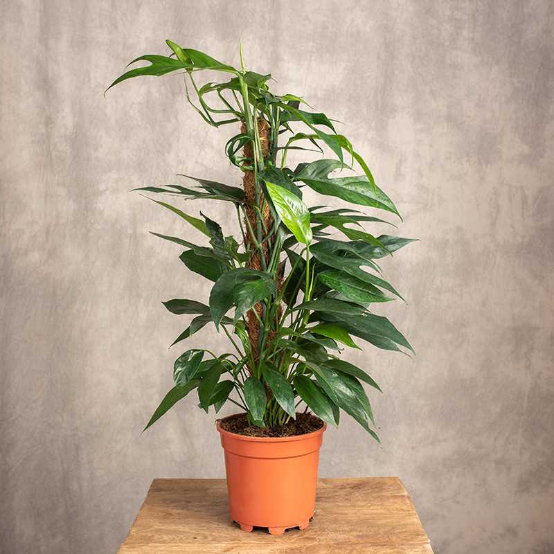 Epipremnum 'Baltic Blue' |...