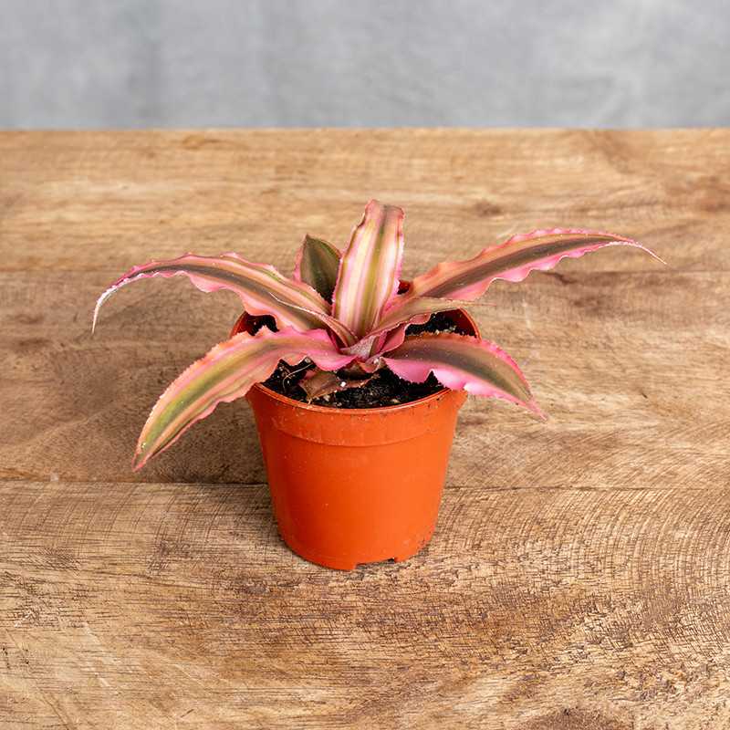 Kryptantus ‘Pink Starlight'...