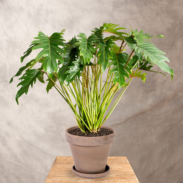 Filodendron xanadu Cudnolist | Tomaszewski