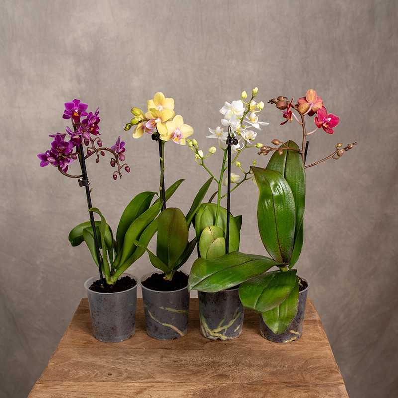 Storczyk Multiflora MIX...