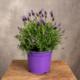 Lawenda wąskolistna | Lavandula angustifolia