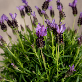 Lawenda wąskolistna | Lavandula angustifolia