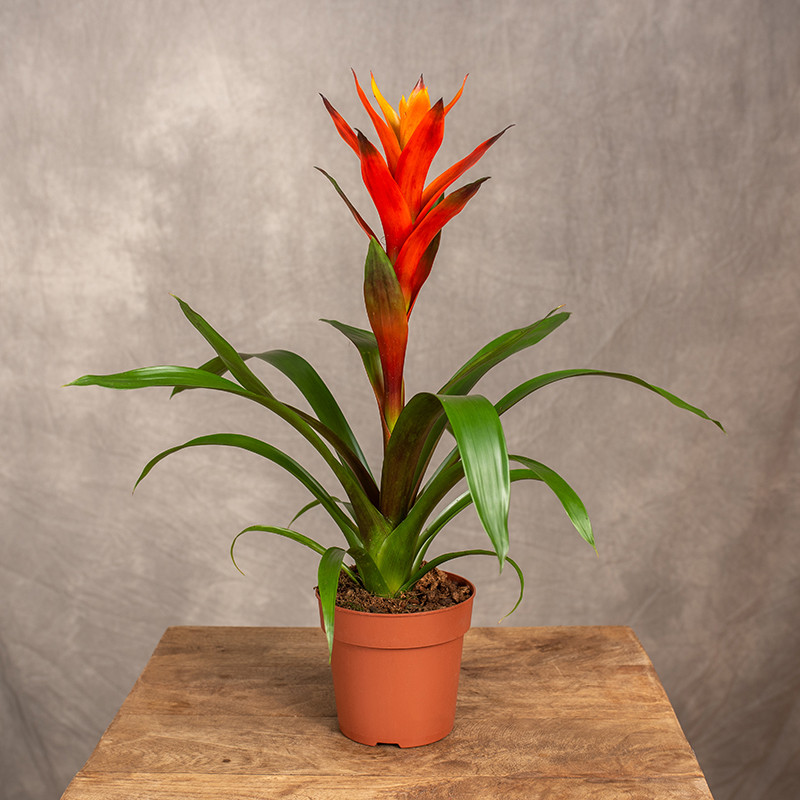 Guzmania 'Variada'