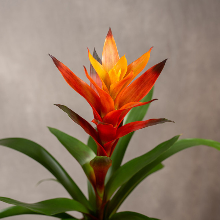 Guzmania 'Variada' | Tomaszewski