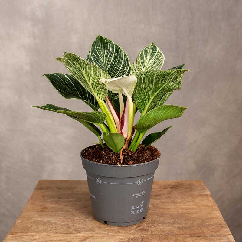Filodendron 'Birkin'