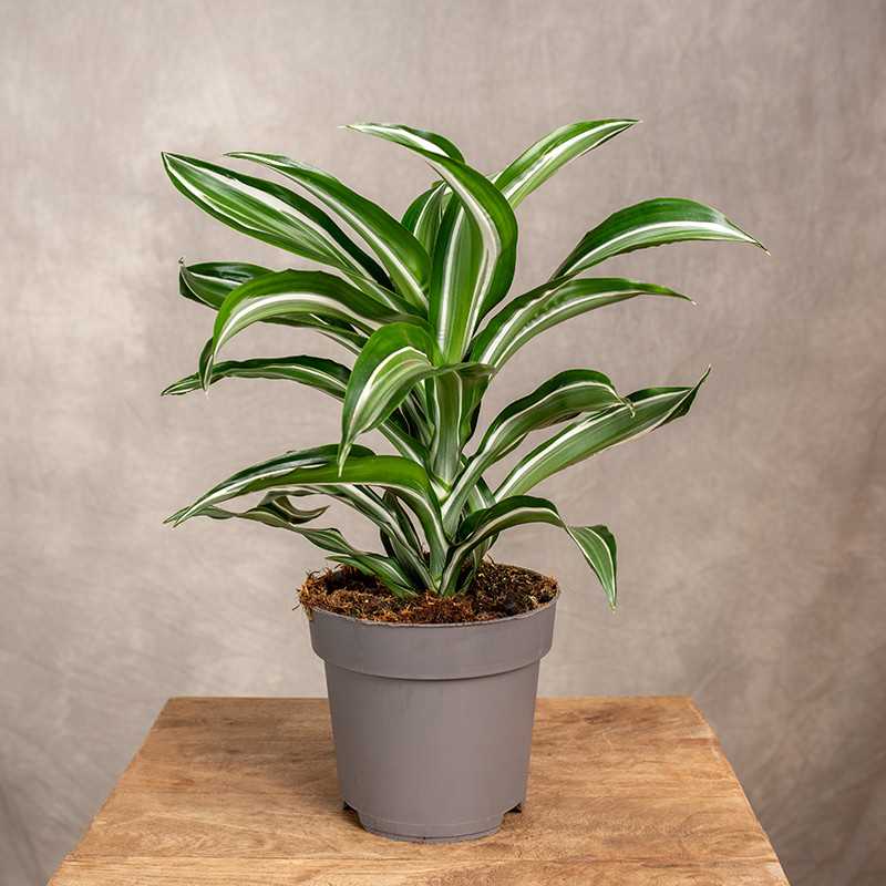 Dracena 'White Jewel'