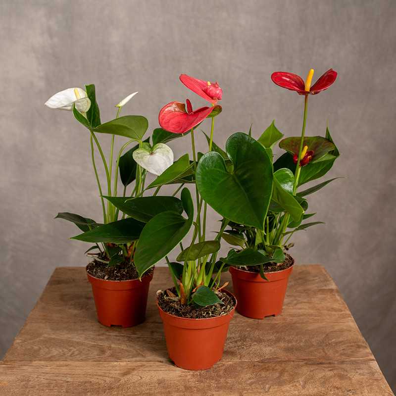 Anturium MIX kolorów | Małe