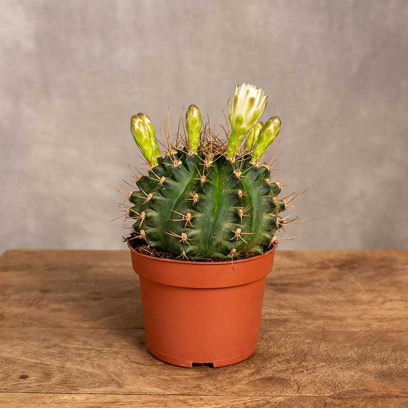 Gymnocalycium mihanovichii