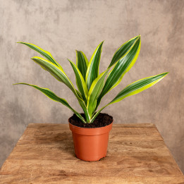 Dracena 'Lemon Lime' | Tomaszewski