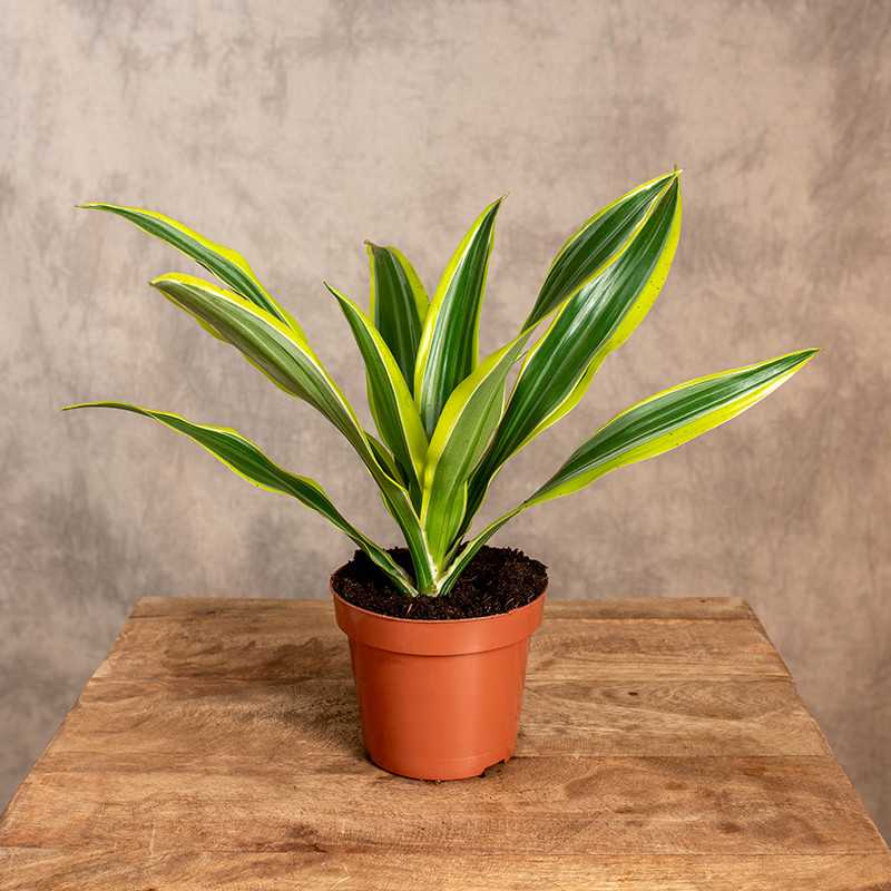 Dracena 'Lemon Lime' | Mała