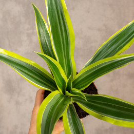 Dracena 'Lemon Lime' | Tomaszewski