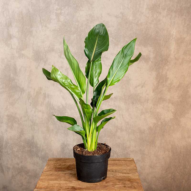 Strelicja królewska