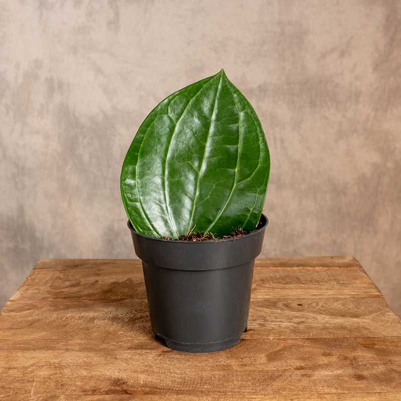 Hoja Latifolia