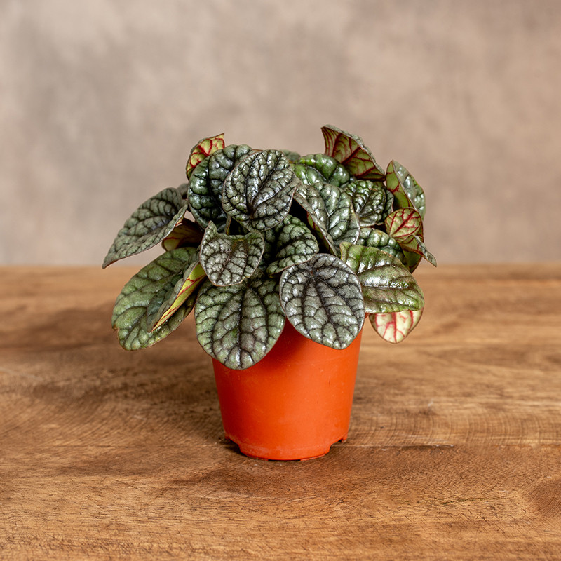 Peperomia 'Burbella' | Mini