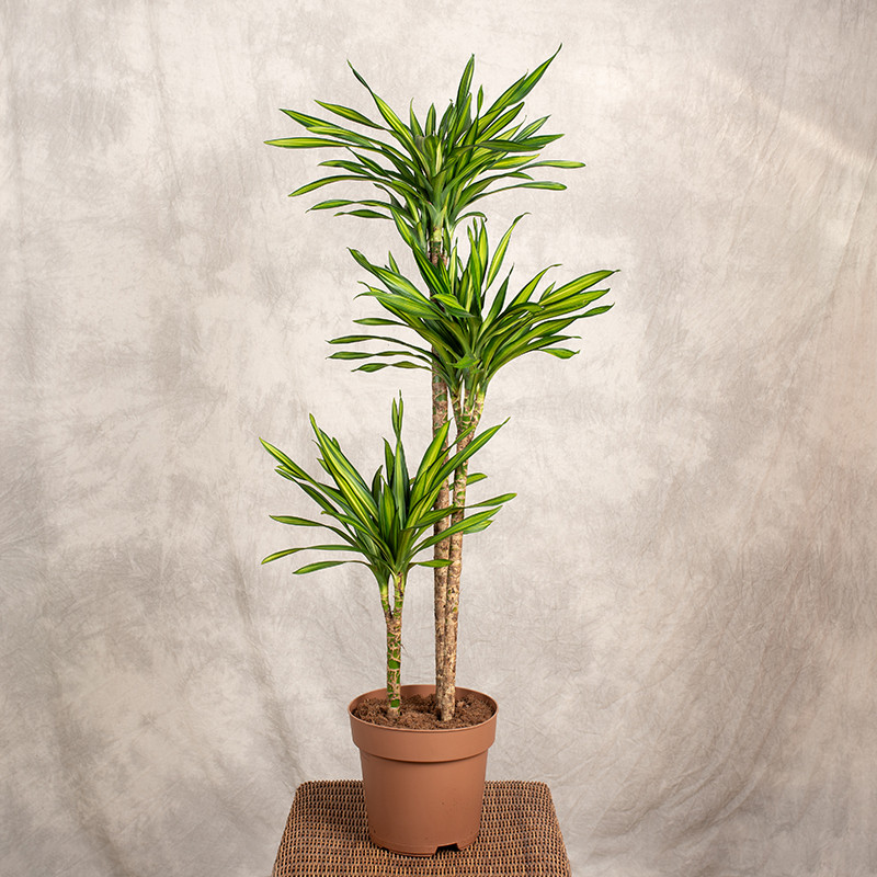 Dracena 'Riki' | 3 pędy