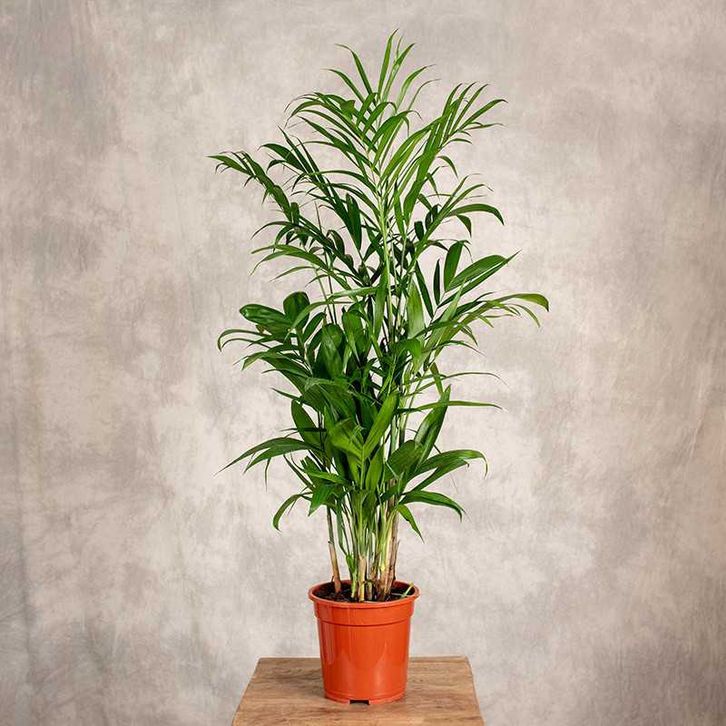 Chamedora seifrizii