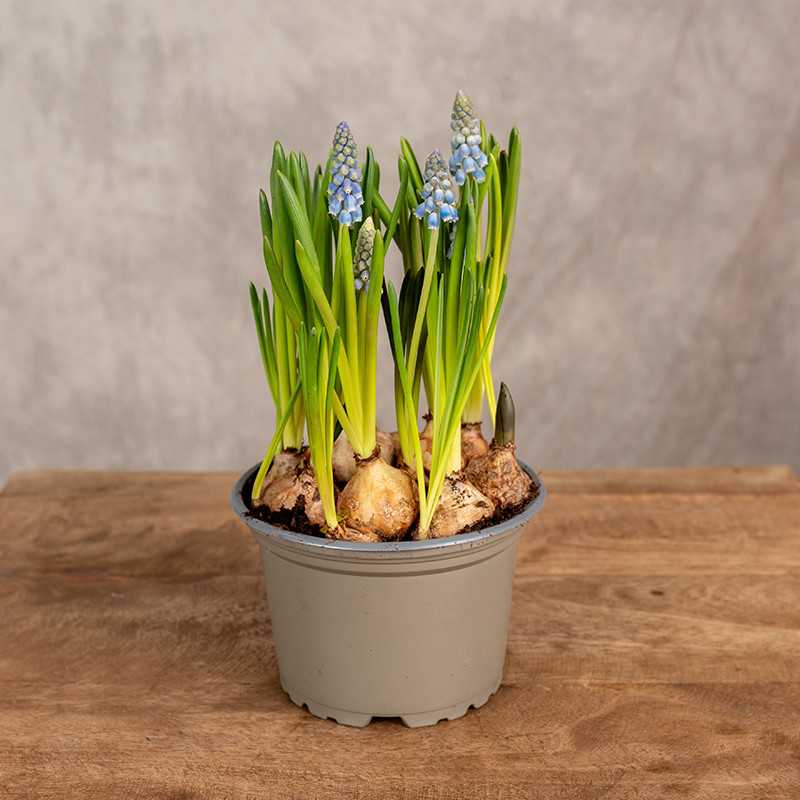 Szafirek 'Mountain Lady'