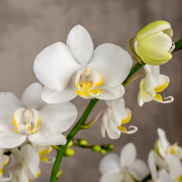 Storczyk Multiflora biały | Tomaszewski