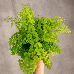 Adiantum | Tomaszewski