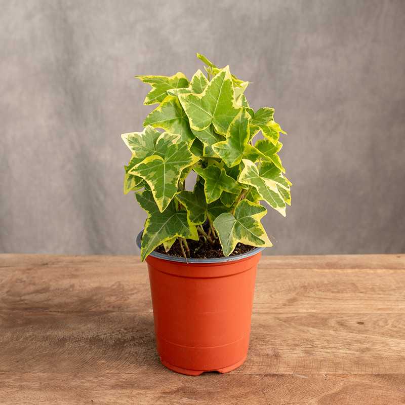 Bluszcz hedera 'Gold Child'