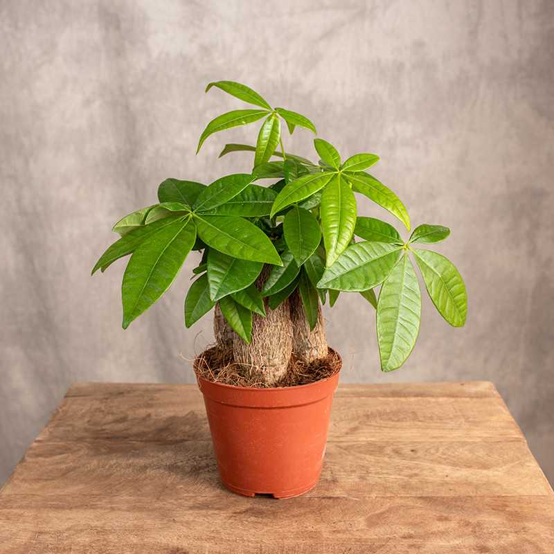 Pachira | Mała