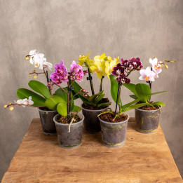 Storczyk miniaturka | Phalaenopsis sp.