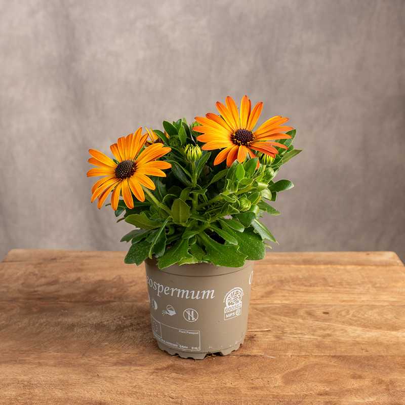 Stokrotka Afrykańska 'Orange'