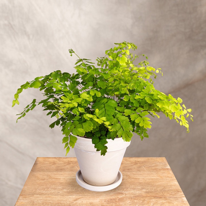 Adiantum | Tomaszewski