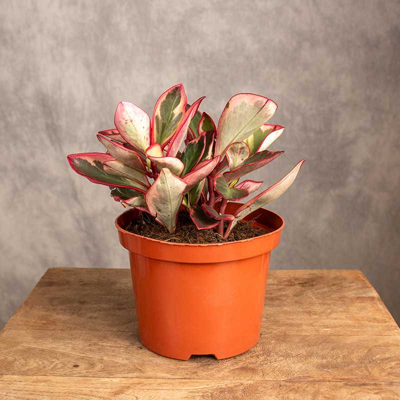 Peperomia 'Jelly'