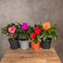 Niecierpek Gwinejski | Impatiens hawkeri